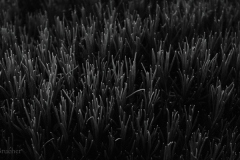 18601_DSC0801
