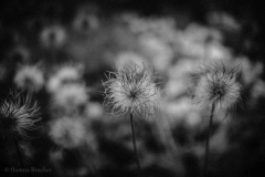 18601_DSC0802