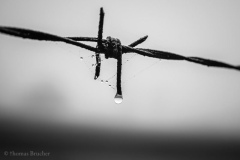 18818_DSC0698
